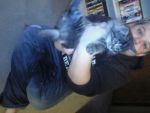 Cats DLH grey tabby